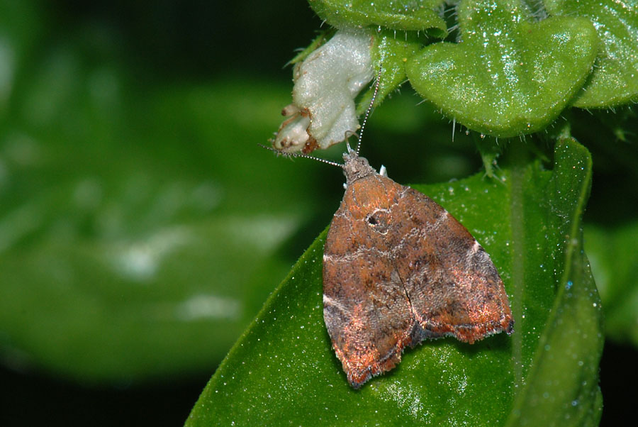 Notturna dal giardino da id. - Choreutis nemorana